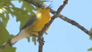 Prothonotary Warbler [upl. by Shara]