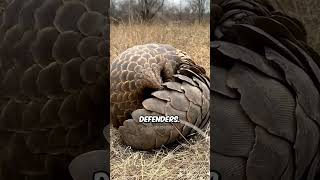 Pangolin  The Most Hunted Animal [upl. by Otnicaj96]