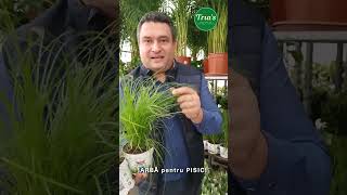 IARBA PENTRU PISICI  Floraria Trias [upl. by Beatrix]