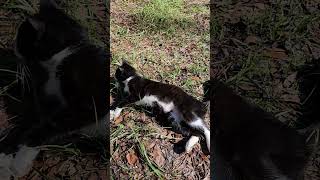 Watch my cat Max kick himself while playing [upl. by Ardnatal690]