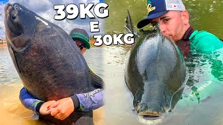 UM SONHO A TAMPA DA FAZENDA PACU NOVAMENTE 39KG  30KG [upl. by Yetak]