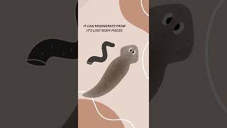 Planarian Worm naturefacts Planarianwormshortsviral [upl. by Aicella]