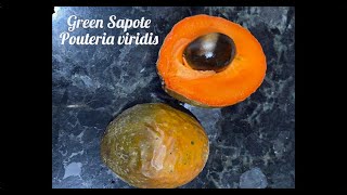 Green Sapote Pouteria viridis Tasting Florida Tropical Fruit [upl. by Preuss]