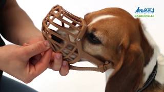 How to Introduce Your Dog to the Baskerville Classic Muzzle [upl. by Stevie]