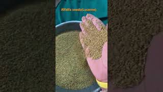 Best Alfalfa seeds from India Lucerne seeds [upl. by Aynad697]