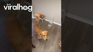 Tossed Treat Bounces Off Golden Retriever Puppys Head  ViralHog [upl. by Sclar]