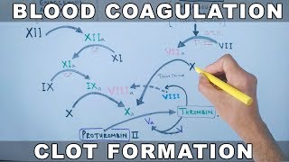 Coagulation Cascade  Intrinsic and Extrinsic Pathway [upl. by Etka]