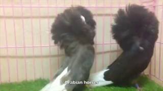 jacobin pigeon breeding حمام جاكوبين منتج [upl. by Aihsened]