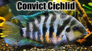 Convict Cichlid  Care Guide amp Species Profile [upl. by Atiuqcir969]