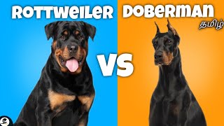 Rottweiler Vs Doberman  comparison  strong  guard dogs  funny 😂 [upl. by Jael]