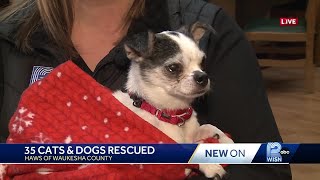 HAWS and other local shelters rescue 35 animals from Louisiana right before Thanksgiving [upl. by Hujsak]