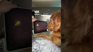 Doggy IPad [upl. by Widera]