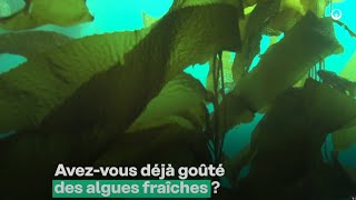 Avezvous déjà gouté des algues fraîches  Découvrez les bienfaits avec Stéphane Mahé  Veolia [upl. by Akcirehs]