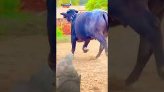 cow 52 Gaj ka Ghunghat pahan ke chalungi renukapawarnewsong renukapanwarsonhdance [upl. by Canotas]