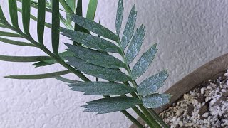 Extremely Rare Cycad Unboxing  Plants [upl. by Seravaj280]