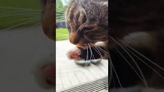 Fußbad Pfötchen baden Katzenvideos Catvideos katze Garten Natur Latschen nass Wasser cute Cat Love [upl. by Leizar829]