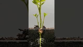 Plant growing time lapse in natureforest growing time lapsetimelapse plant planting seeds water [upl. by Tinya37]