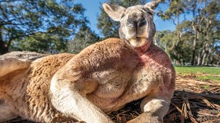 Buff Kangaroo Gets Girls by Flexing Muscles [upl. by Giannini]