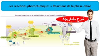 Les réactions de la phase claire  les réactions photochimiques la photosynthèse شرح بالداريجة [upl. by Ainehta]