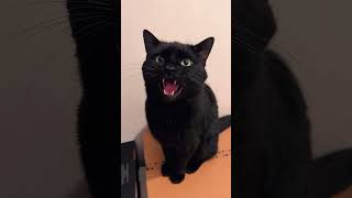 The Loudest Meows You’ll here  Catversation with Lucifere🐈‍⬛🐾 talkingcat [upl. by Kraska]