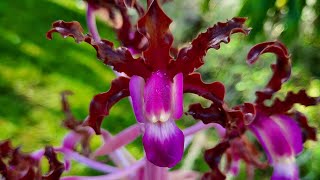 Schomburgkia schultzei current name Laelia schultzeiorchidnewbee8786 [upl. by Eatnoed995]