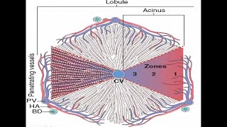 Whats the Real Reason Behind Liver Failure Cirrhosis of the Liver Pathology [upl. by Siusan]