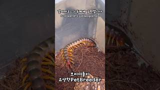 갈라파고스 자이언트 센티페드는 유체때부터 두께가 어마어마합니다  Scolopendra galapagoensis  Galapagos giant centipede [upl. by Lama]