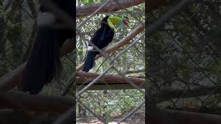 Tucán en el zoológico aves especie tucan zoologico parati fyp [upl. by Kylila]