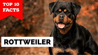 Rottweiler  Top 10 Facts [upl. by Joanne230]