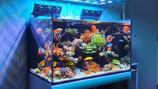 Reef Tank Update  New Corals  High Nutrients  Red Sea Reefer 250 [upl. by Honora]