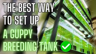 Guppy Fish Care  How To Setup A Simple Guppy Fish Tank [upl. by Achilles]