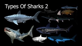 Types Of Sharks 2 [upl. by Wolsky]