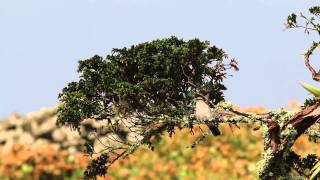 Great Grey Shrike Lanius excubitor ssp borealis Corvo Azores 18th of October 2014 [upl. by Noslen]