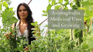 Ashwagandha Withania somnifera with Herbalist Marina Kesso [upl. by Etnomal]