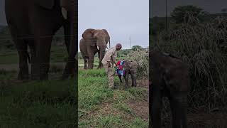 Baby Elephant Orphan Phabeni’s Multicoloured Blanket [upl. by Nerita]