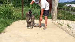 My Puppy Caucasian Shepherd [upl. by Julia]