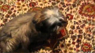 Необычная Дрессировка Щенка ШиТцу Unusual Training a Shih Tzu pappy [upl. by Yejus164]