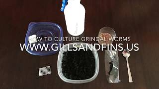 How to Culture Grindal Worms [upl. by Ettenej]