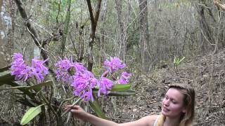 Cattleya maxima insitu Deutsch [upl. by Parette939]