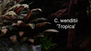 Stunning Cryptocoryne wendtii Tropica  Nature Aquarium  4K UHD [upl. by Kendyl281]