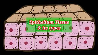 Ciliated Epithelium under Microscopecolumnar cell lab cls histology anatomy epithelialtissue [upl. by Jarvis143]