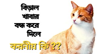 বিড়াল হঠাৎ খাবার খাওয়া বন্ধ করে দিলে যা করবেন  What to do if cat stop eating [upl. by Ahcsrop]