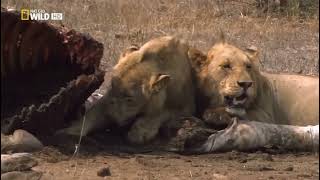 Leones al Límite ｜ Bostwana Salvaje  Documental de Animales [upl. by Cleaves967]