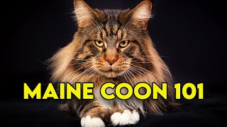 Maine Coon Cat 101  Watch This Before Getting One Full Guide [upl. by Gilroy273]