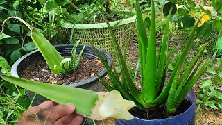 Simple methods of propagating aloe vera from a tree [upl. by Donatelli]