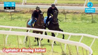 Capitalist ex Blazing Snitzel breeze up video [upl. by Flavian]