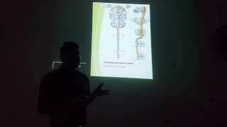 Vía corticoespinal  neuronas motoras superior e inferior [upl. by Aihsemaj]