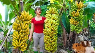 Harvesting Big Bunch Of Bananas Goes To Countryside Market Sell  Buy Ducklings To Raise [upl. by Kitarp]