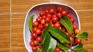 Eugenia reinwardtiana  picking Beach cherry Ceder Bay cherry in Java [upl. by Esaele]