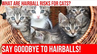 Solving Hairball Issues in Cats Prevention amp Treatment Tips [upl. by Korwin]